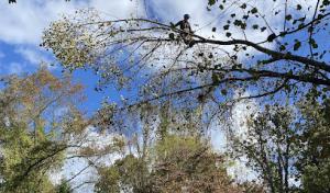 Green River Tree Works