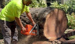 Montiel's Tree Service