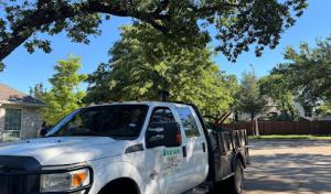 Alvarado Tree Service
