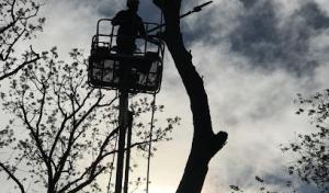 Campos Tree Service