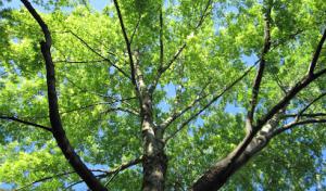 Approved Tree Care