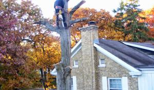 AAA Tree Surgeon