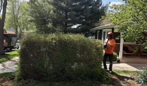 Infinity Tree Services