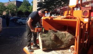 AFFORDABLE Tree Service Bronx, NYC