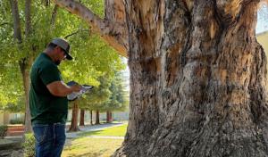 All Green Tree Service
