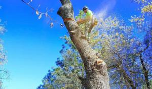 Mountain Air Land Management