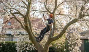 Anytime Tree Services
