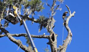 First Choice Tree Service More