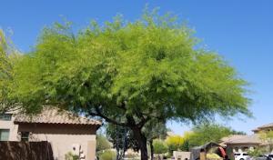 Arborzona Tree Service