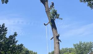 Metroplex Tree Service