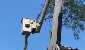 SDS Tree & Stump Removal