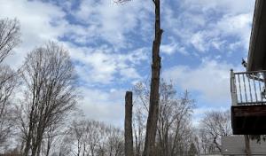 Gerard’s Tree Service