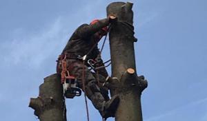 JL Tree Care Professionals