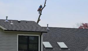 Absolute Tree Service