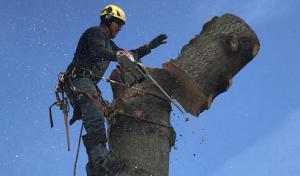 Reyes Tree Service