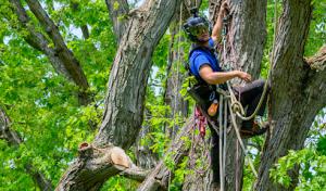 Skyview Tree Care