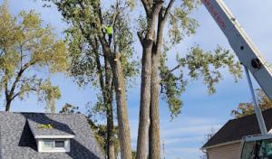 Shoup Tree Services