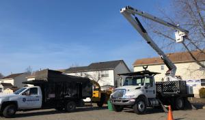 Tree Patrol Tree Service