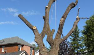 Backyard Stump & Tree Service