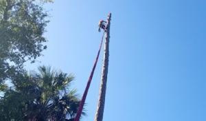 Monster Tree Service of Hilton Head
