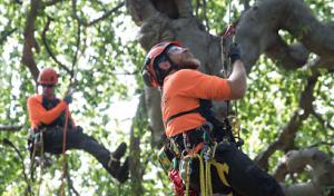 SavATree - Tree Service