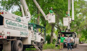 Gallatin Tree Care