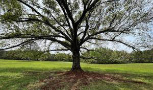 Gray's Tree Services