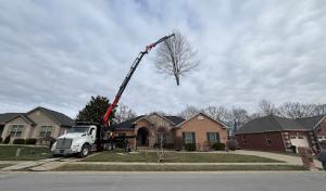 Roots Tree, Stump, & Land