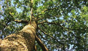 Kathy's Tree & Stump Removal