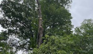 JM Ezzy Tree Service