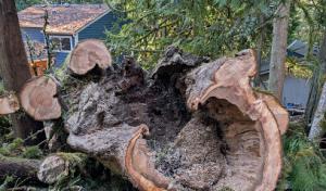 I've Got A Guy Tree Service