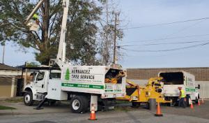 Hernandez Tree Service