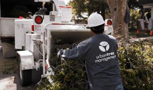 Urban Tree Management