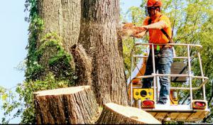 Ramiro's Tree Service