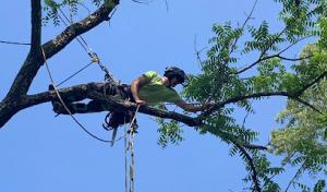 Green Holly Arborists