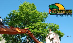 Tom's Tree Service Plus