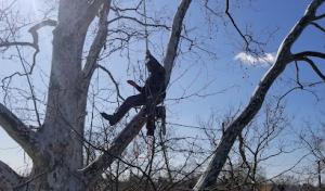 Taylor Expert Arborists - Tree Trimming & Tree Removal Services