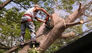 Tree's Tree Service