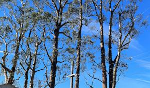 The Tree Solution Corporation