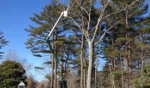 Cicoria Tree & Crane Service