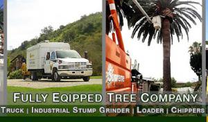 Los Angeles Tree Experts