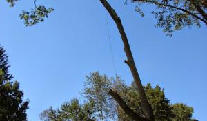 Basic Tree Care | Columbus Tree Removal