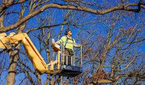 Trees & Company - Tree Services