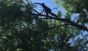 Chandler Tree Service