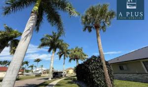 A Plus Tree Service