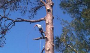 Specialty Tree Care