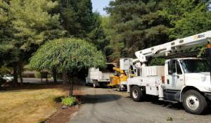 High Quality Tree Service