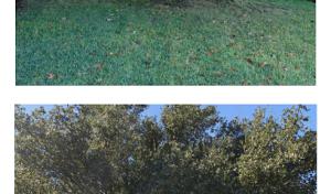 🌳Snappy's Tree Trimming & Removal Service