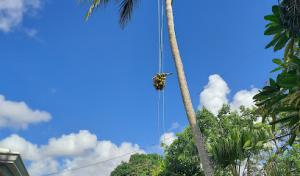 County Tree & Property Renovation