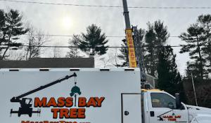 Mass Bay Tree